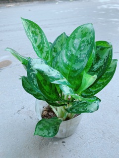 Chậu Ngân Hậu