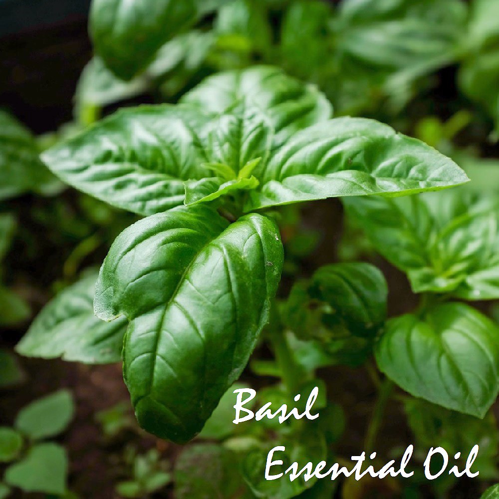 Tinh dầu húng tây Basil và Sweet Basil Essential Oil (Húng quế)
