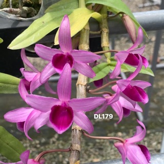 Hoa lan giả hạc, phi điệp mắt đỏ DL179