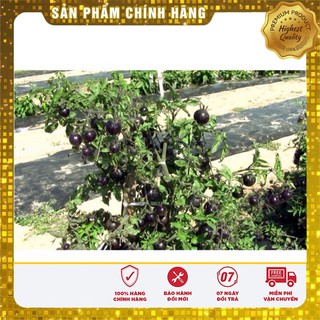 Hạt Giống Cà Chua Đen(15-20 hạt)