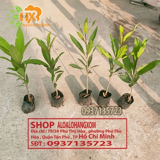 Cây lộc vừng màu đỏ cây giống-combo 5 cây