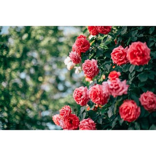 HƯƠNG HOA HỒNG (VICTORIAN ROSE FRAGRANCE OIL)