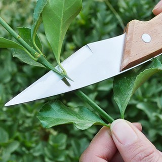 Dao ghép cành, chiết cành siêu sắc