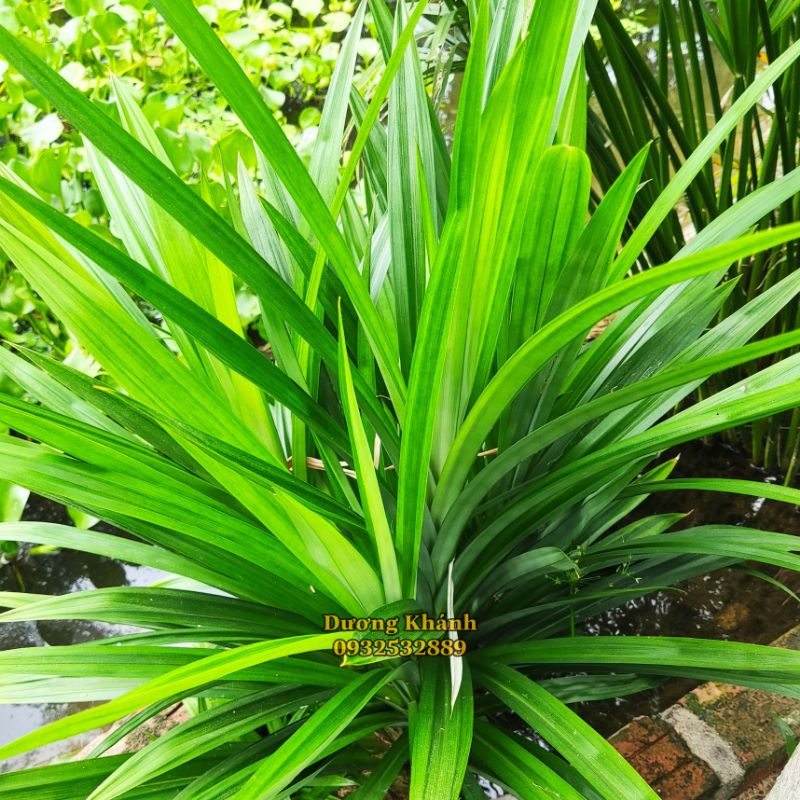 CÂY DỨA NẾP