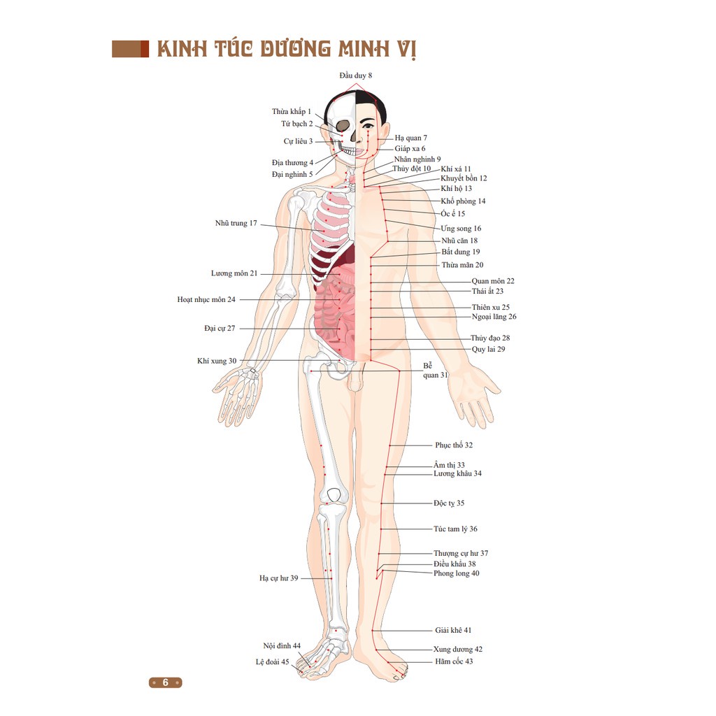 Sách - Đồ giải kinh lạc huyệt vị cơ thể (bìa mềm)