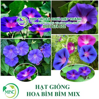 Sale off Hạt giống hoa bìm bìm cực đẹp.