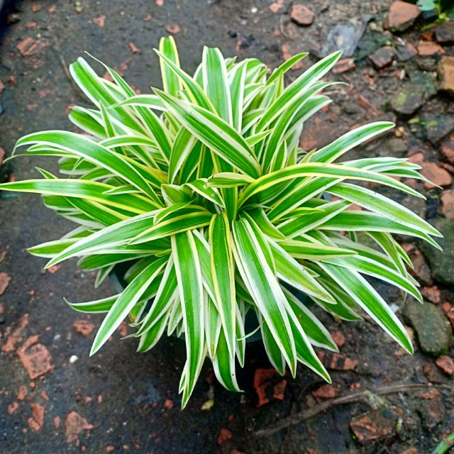 Cây cỏ lan chi
