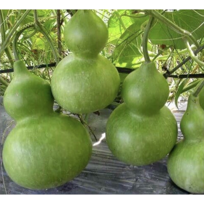 [Rạng Đông] Hạt giống bầu hồ lô 312