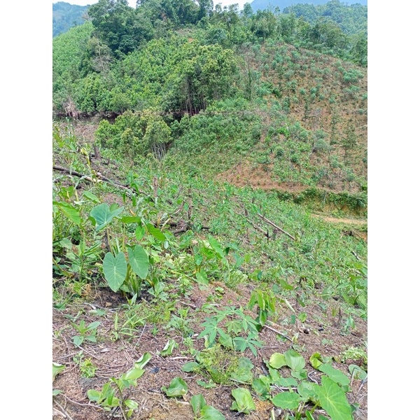 1kg củ địa liền tươi