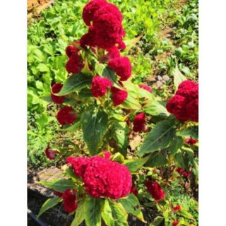 50 hạt giống hoa mào gà đỏ tròn bông to