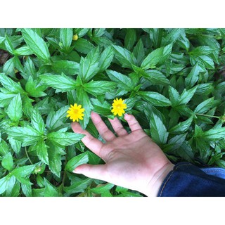 SỮA TẮM GỘI THẢO DƯỢC CHO BÉ