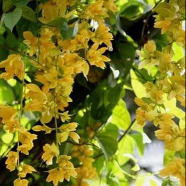 Cây hoa lan hoàng dương- Hoa kiểng Nguyễn Lộc- Cây giống chất lượng cao