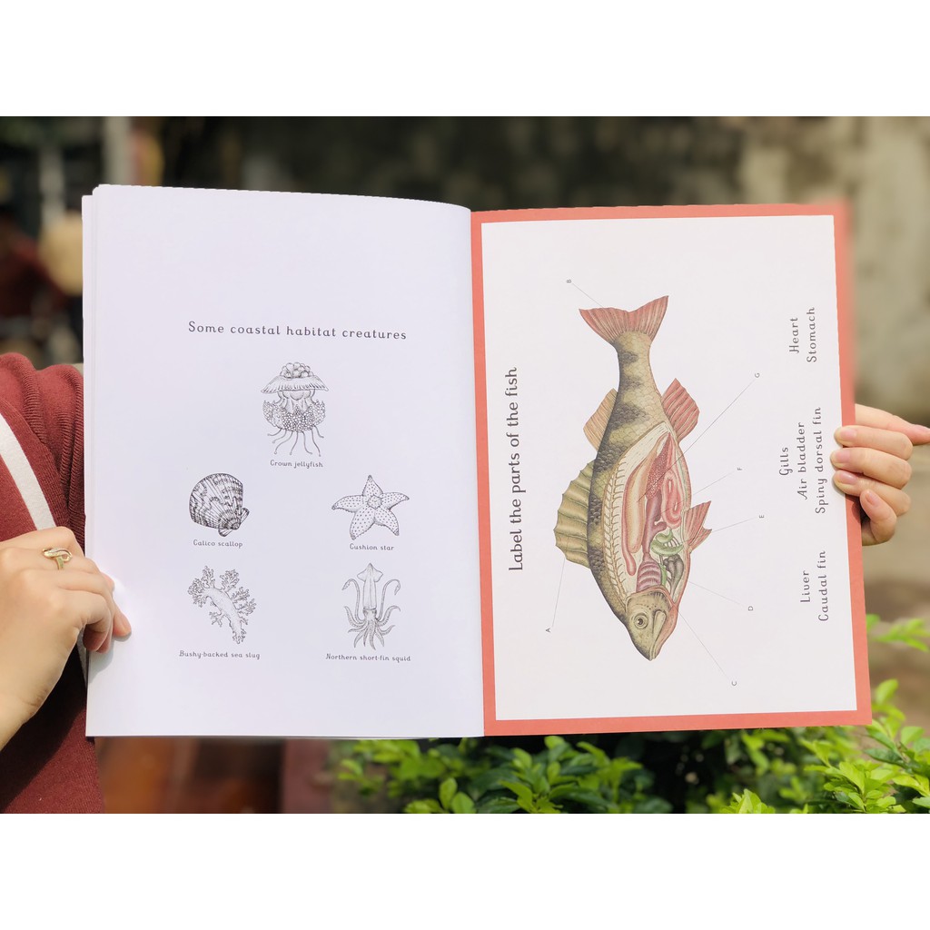 Animalium activity book - Sách hoạt động về động vật