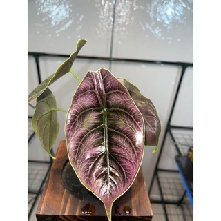 Cây Alocasia azlanii