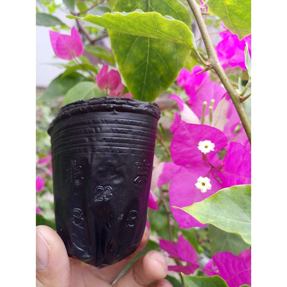 Bầu ươm cây 0,5 kg size 8x8 (400-450 cái)