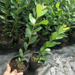 Cây ổi dứa cao 60cm