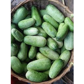 Hạt giống dưa chuột mèo 30 hạt / gói