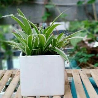 Cây dây nhện, cỏ lan chi, cỏ mẫu tử