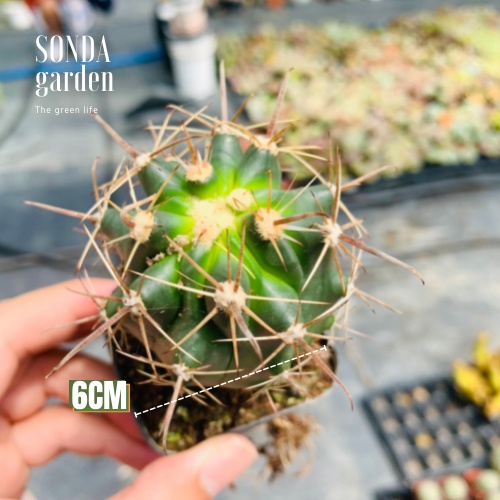 Xương rồng cory SONDA GARDEN size bé 5-7cm, cây cảnh trang trí nhà cửa, lỗi 1 đổi 1