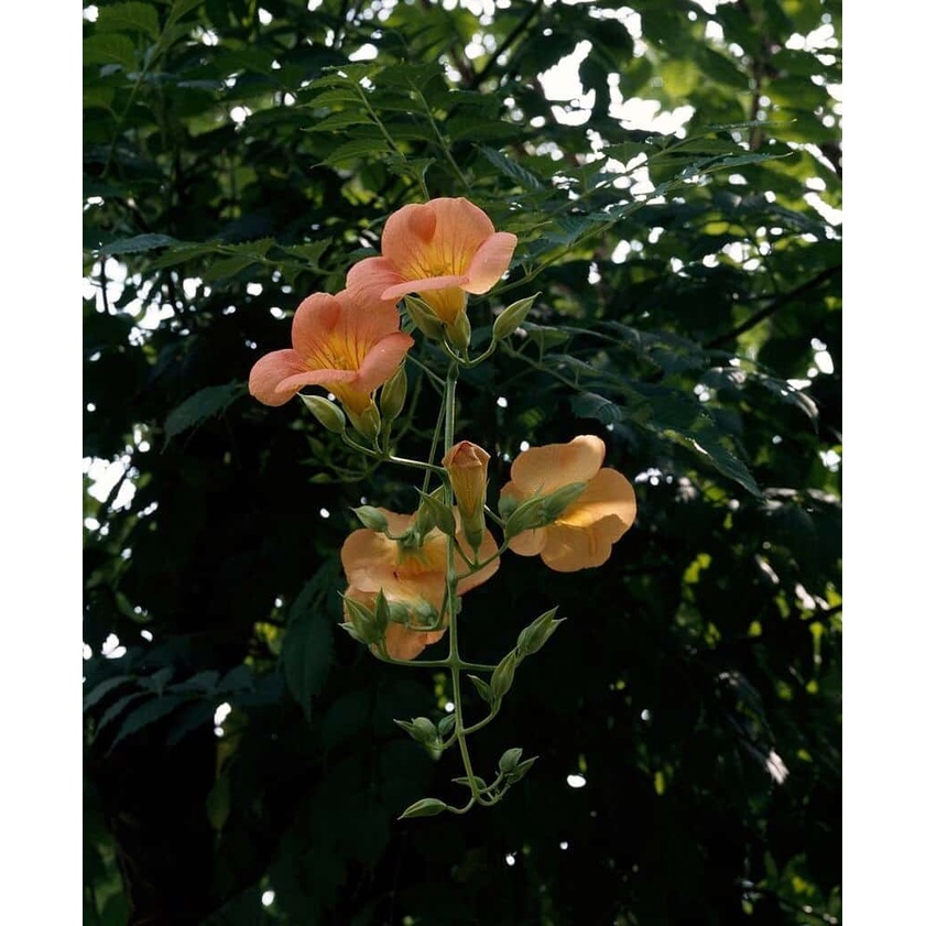 10 hạt giống hoa đăng tiêu  ( tặng kèm thuốc kích mầm ra rễ)