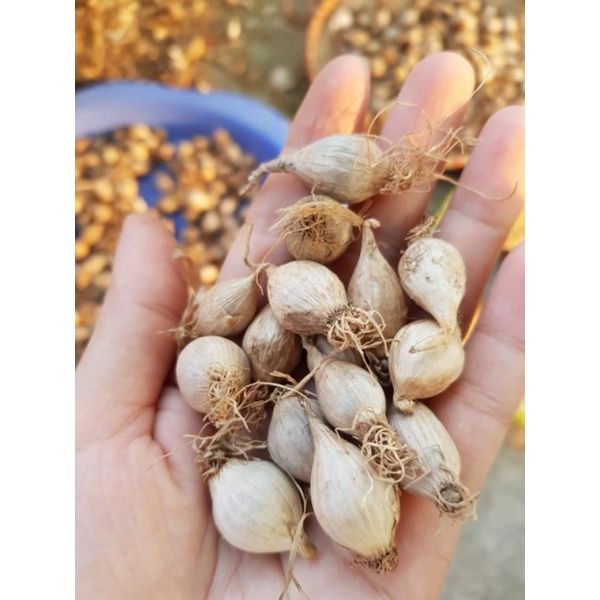 Tỏi cô đơn Phù Yên Sơn La (Thơm, cay, nồng) 250g