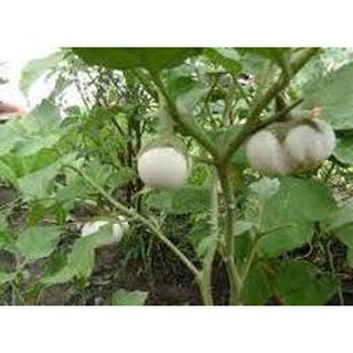 Hạt giống cà đĩa trắng (2g)