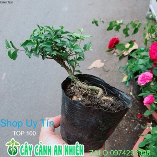 Cây Hồng Ngọc Mai Bonsai Mini
