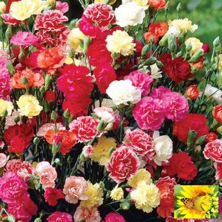 Hạt Giống Hoa Cẩm Chướng Kép Mix Nhiều Màu (20 Hạt)