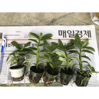 Phi Điệp 5ctPT Lai 5ctHO