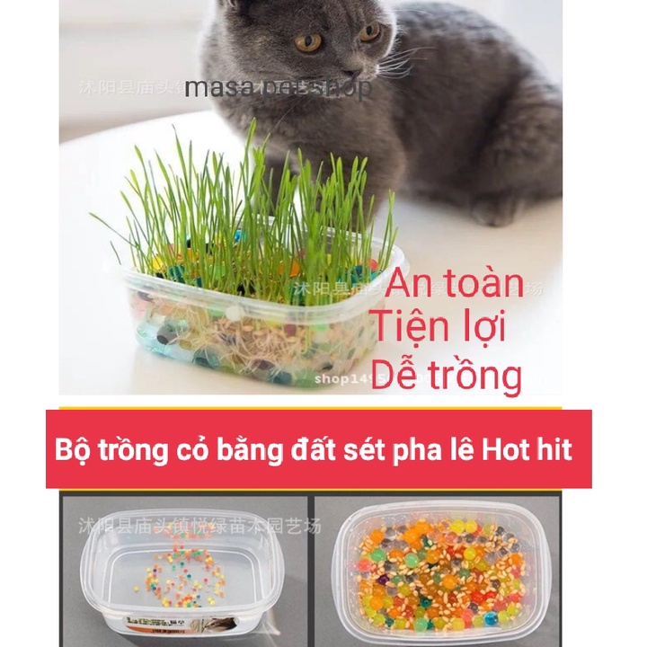 *Hoả tốc* Bộ Kit Tự Trồng Cỏ Mèo Tươi Siêu Dễ Bằng Đất Dinh Dưỡng Pha Lê An Toàn