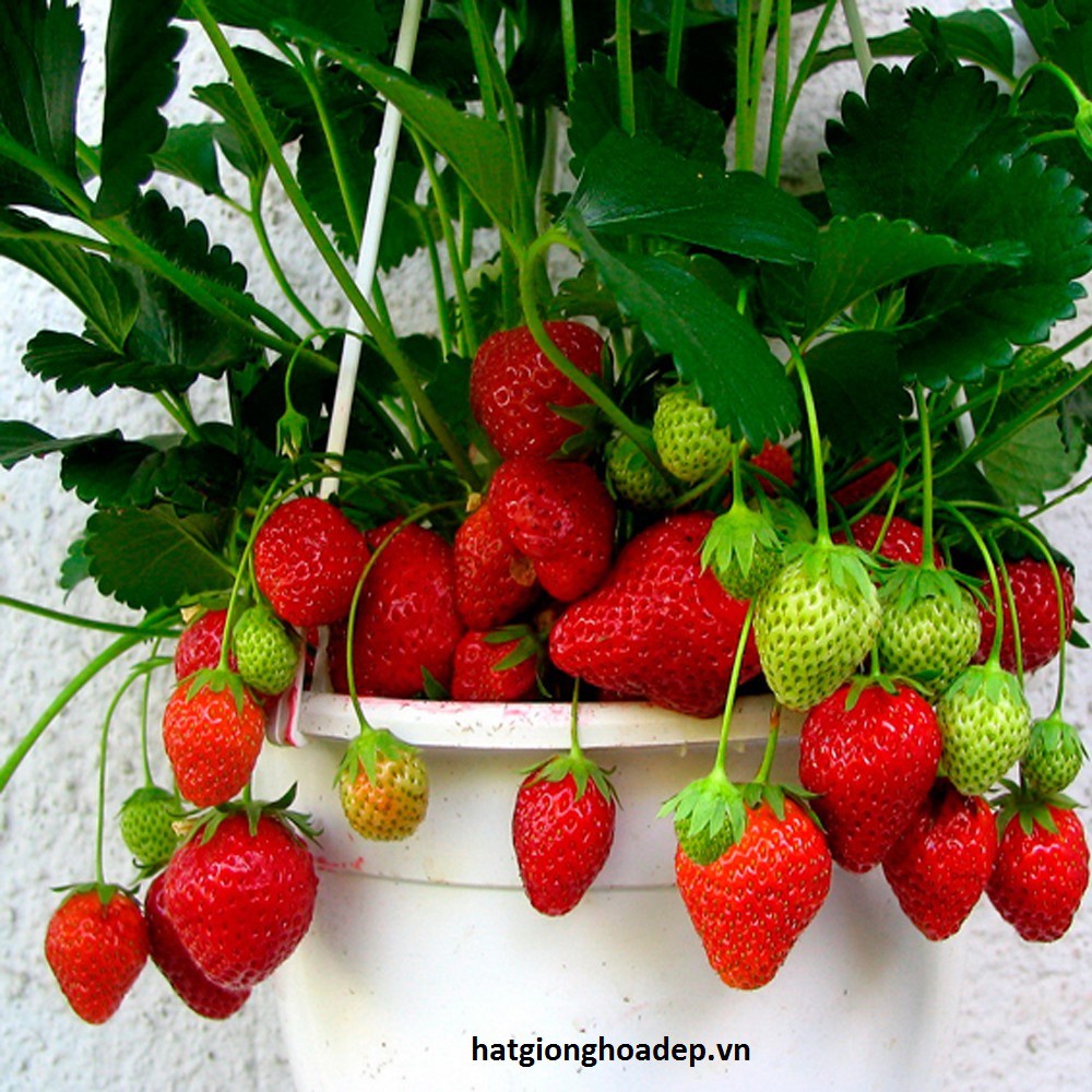 100 Hạt giống dâu tây đỏ quả to chịu nhiệt