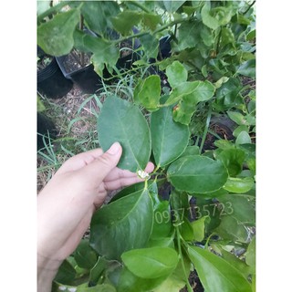 cây chanh bắc