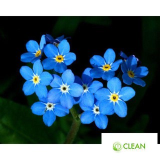 hạt giống hoa lưu ly xanh 50 hạt