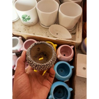 Chậu rạng xi măng 5cm (ko cây)