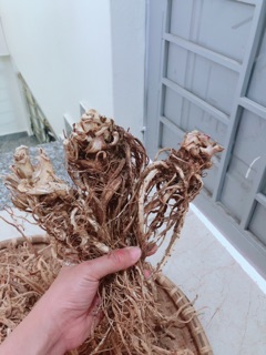Sâm đương quy