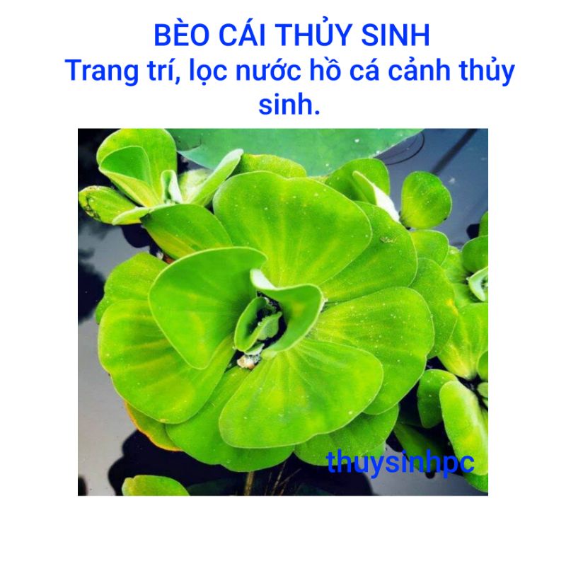 Bèo cái to trang trí và lọc nước bể thủy sinh cá cảnh