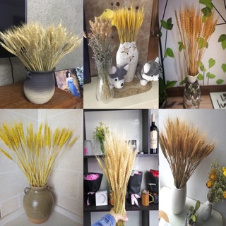 Bông lúa mạch khô (oder)