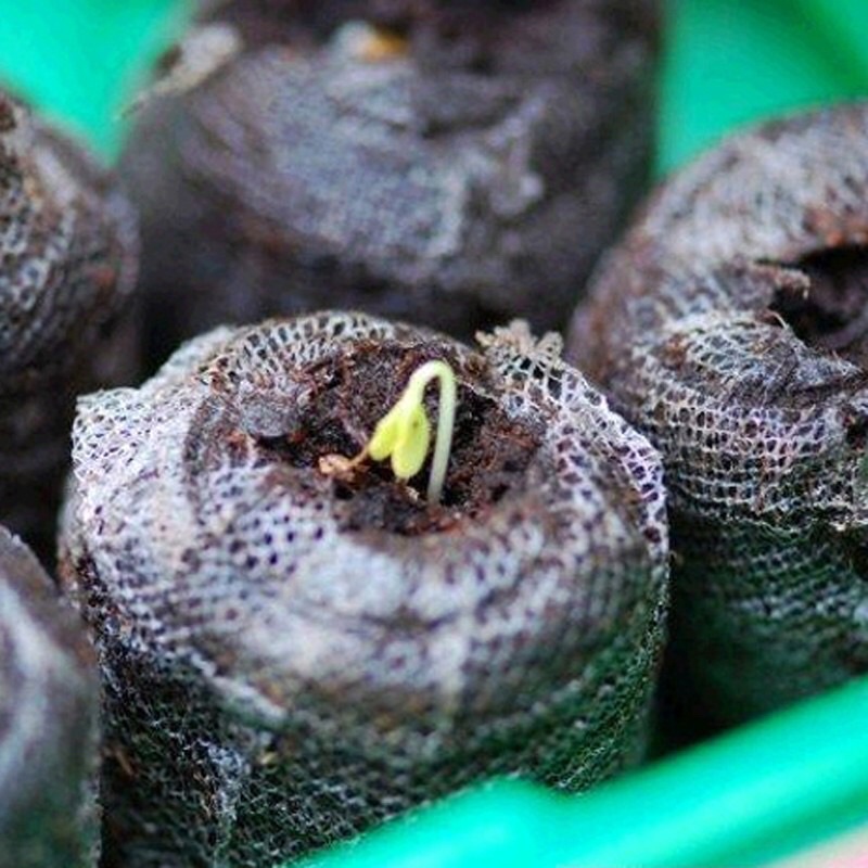 Viên nén xơ dừa dùng để ươm hạt giống
