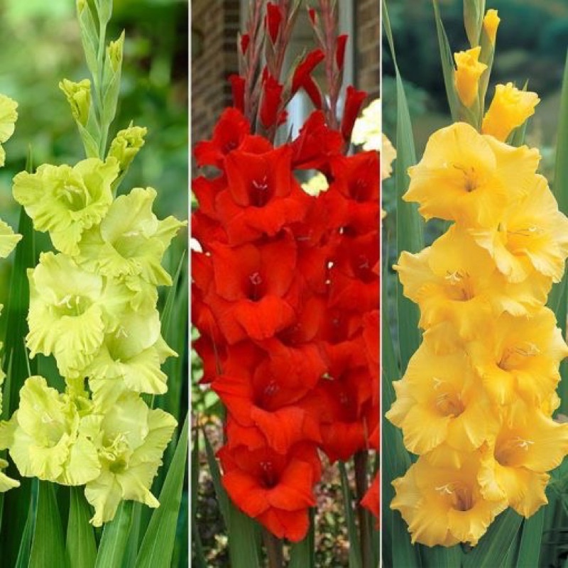 Củ hoa lay ơn  Hà Lan, đã được xử lý nấm