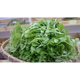 Cải Trắng Ăn Non RĐ 207 - Rạng Đông