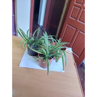 Cỏ lan chi 1 chậu