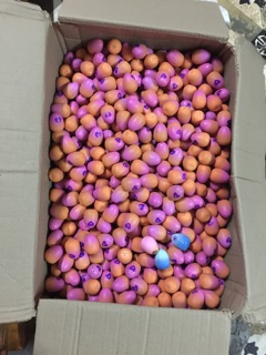 100 trứng Hatchimals (2kg)