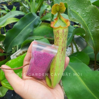 Thuốc tím diệt rệp starkle G (túi 100g)