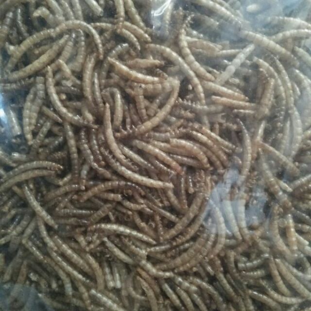 Sâu rang bơ size trung