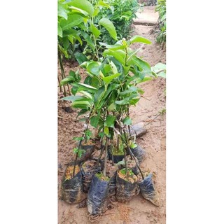 cây giống lê nâu
