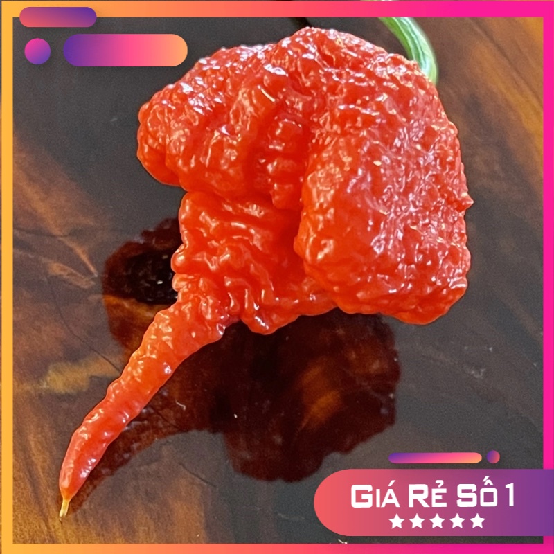 Hạt giống Ớt Carolina Reaper - Cay nhất thế giới - 5 Hạt Nhập Khẩu Mỹ