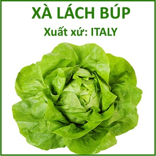 Hạt Giống Xà Lách Búp - Xuất xứ ITALY (2gr)