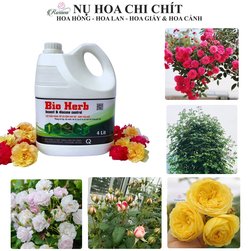 Chế phẩm sinh học thảo mộc Rosava can 4L rẻ bay bọ trĩ, nhện, rệp, sâu, côn trùng gây hại cho hoa hồng, lan và cây cảnh