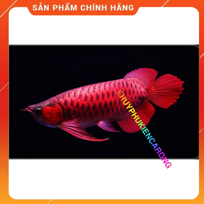 Đèn bể cá Mayin super colour 52cm 72cm 92cm 112cm 142cm