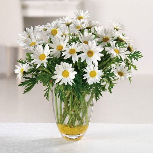 Hạt giống hoa cúc hoạ mi đẹp trồng sân vườn ban công nảy mầm cao 0,03g RADO864